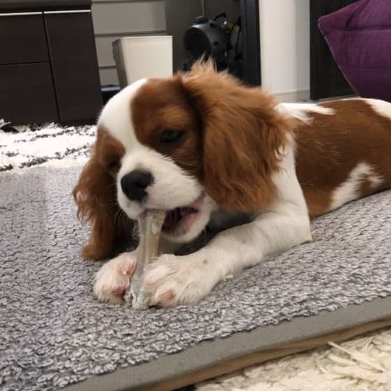 おもちゃで遊ぶキャバリア・キング・チャールズ・スパニエル