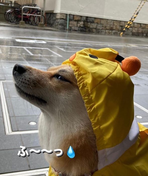 今日は雨なのか……しょぼん
