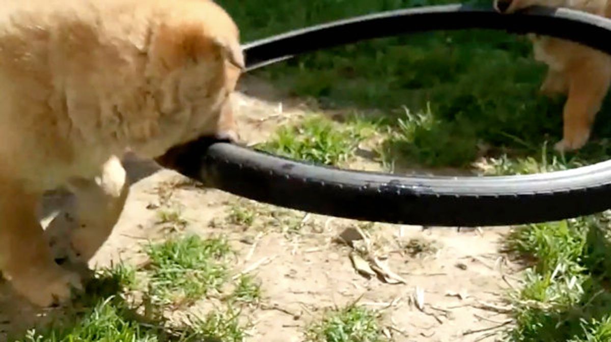 絶対に離さないぞ タイヤ遊びに火花を散らす子犬ちゃんたち W いぬのきもちweb Magazine