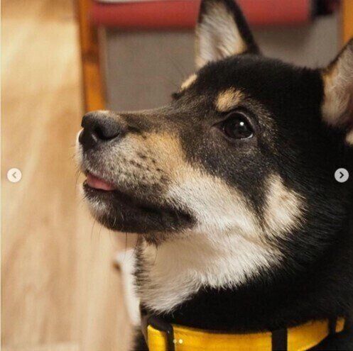舌を出す黒柴犬