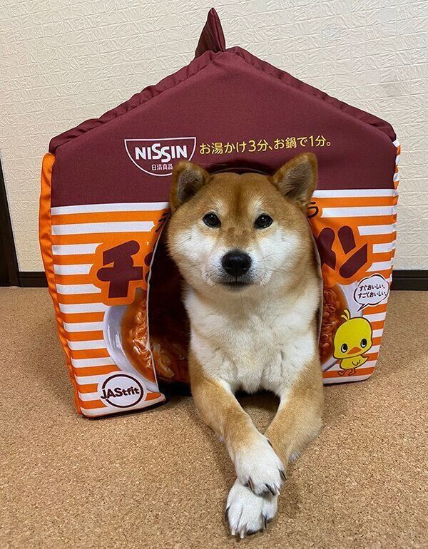 お気に入りの場所を陣取るゆきちゃん