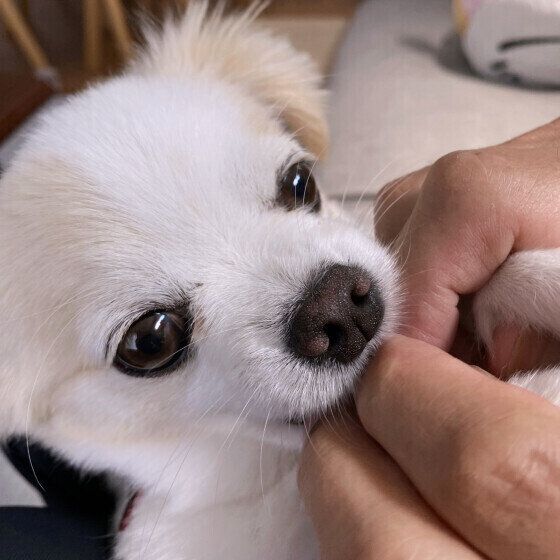 犬が撫でてほしい場所と犬を喜ばせる体の触り方・撫で方とは? いぬのきもち