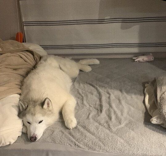 布団に横になるエルモくん