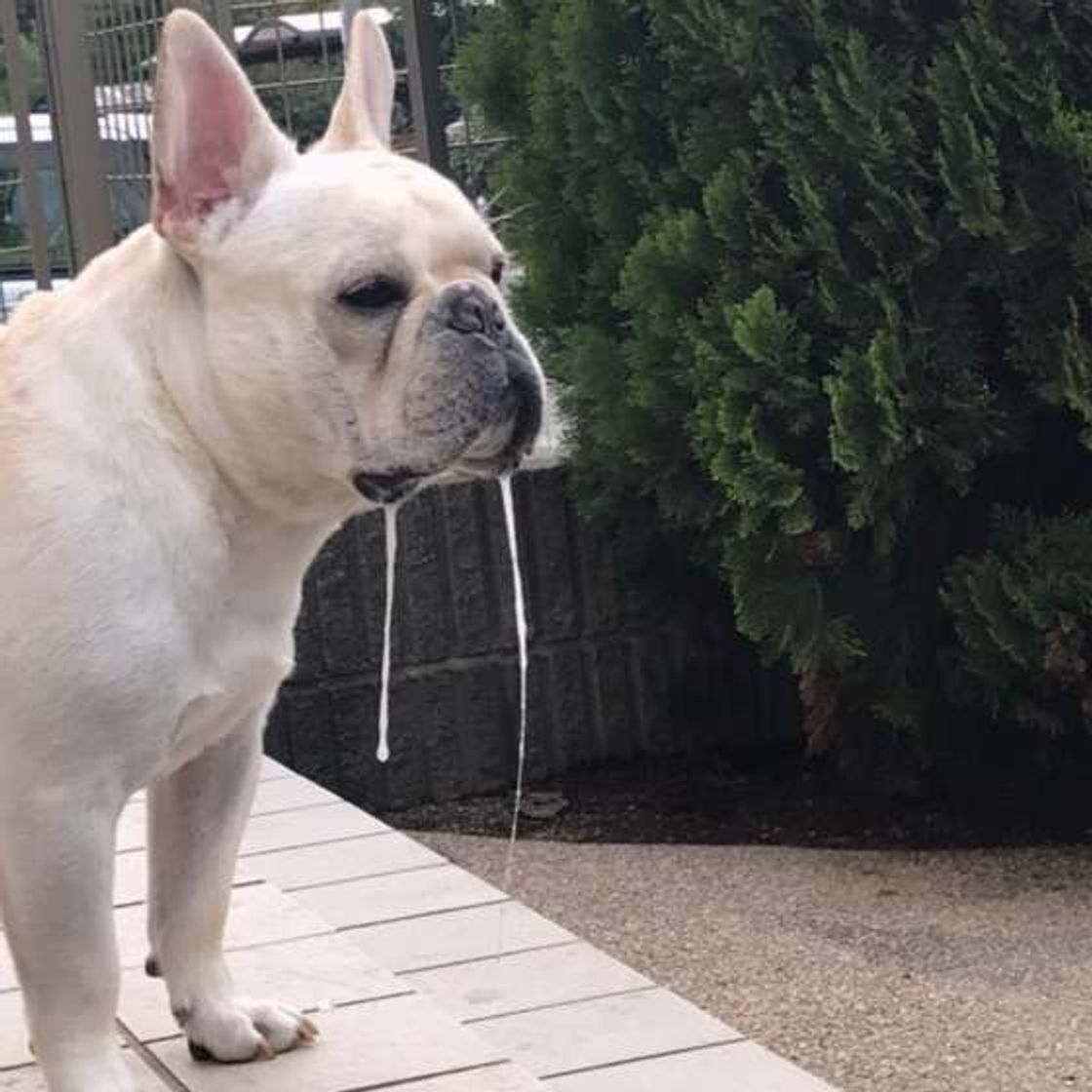 犬のよだれが多すぎるときは注意 よだれの原因を知っておこう いぬのきもちweb Magazine 犬のよだれが多すぎるときは注意 よだれの原因を知っておこう いぬのきもちweb Magazine