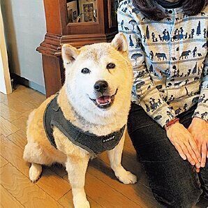 Ａさんの愛情により、噛みグセもなくなり、穏やかになった海斗くん。現在は推定13才に