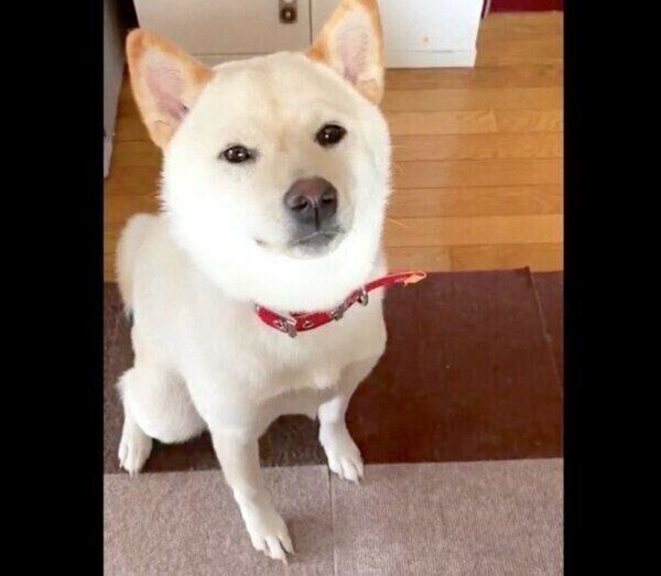 見つめるはるちゃん