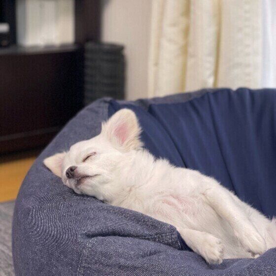 チワワのぽんずくん