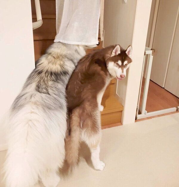 なにか企んでいるグーテくん、バンデくん