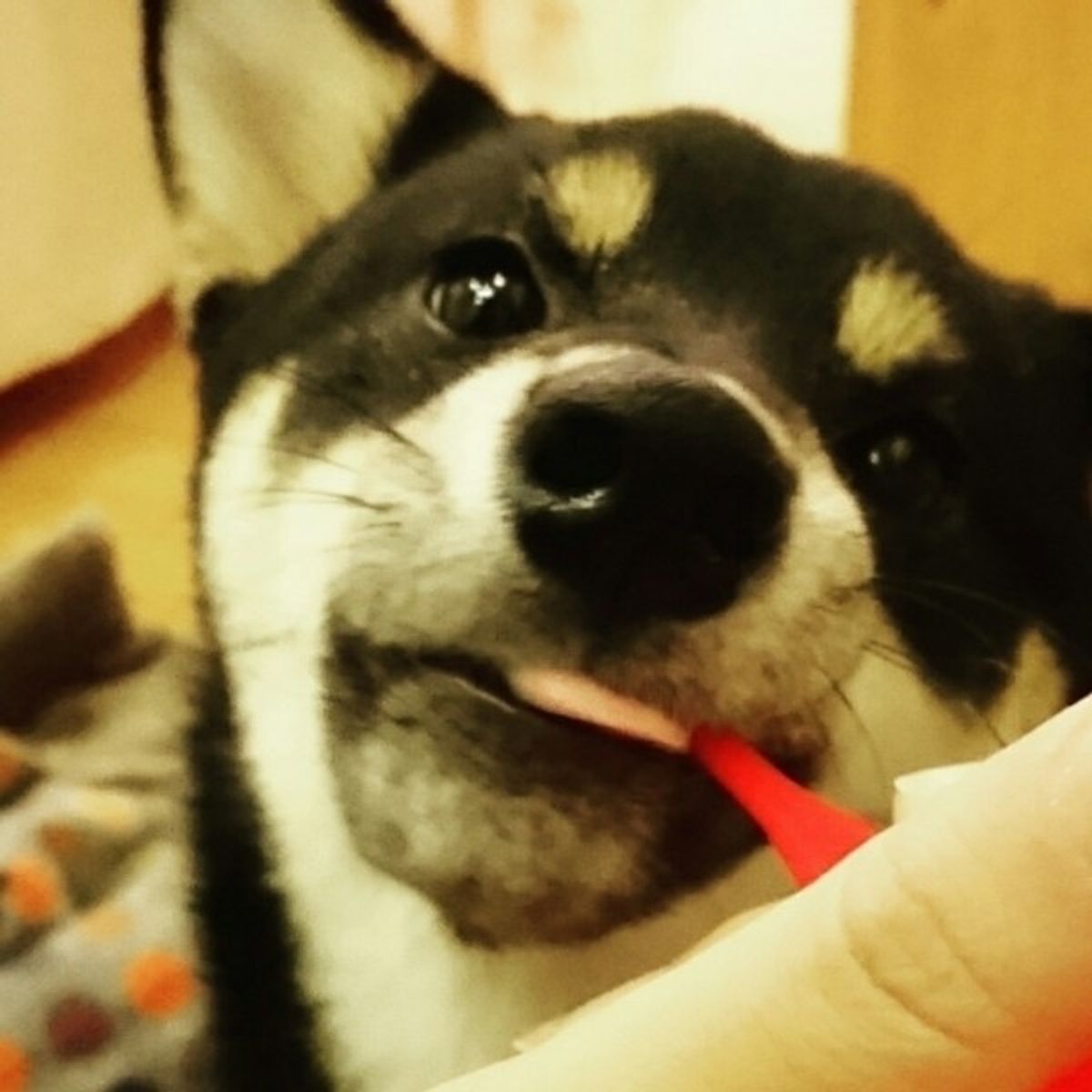 最近 愛犬の口が臭いかも 犬の歯周病は口臭で早期発見 油断は禁物 いぬのきもちweb Magazine 最近 愛犬の口が臭いかも 犬の歯周病は口臭で早期発見 油断は禁物 いぬのきもちweb Magazine
