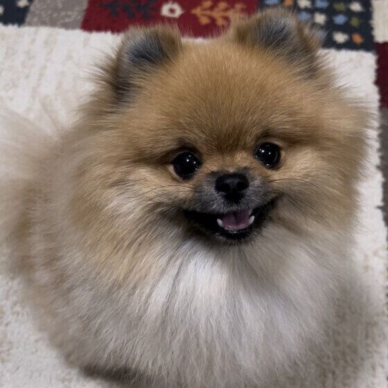 ポメラニアンのCOCOちゃん
