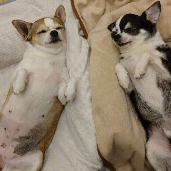 すずめちゃん(チワワ)