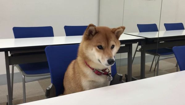 英語を勉強する柴犬