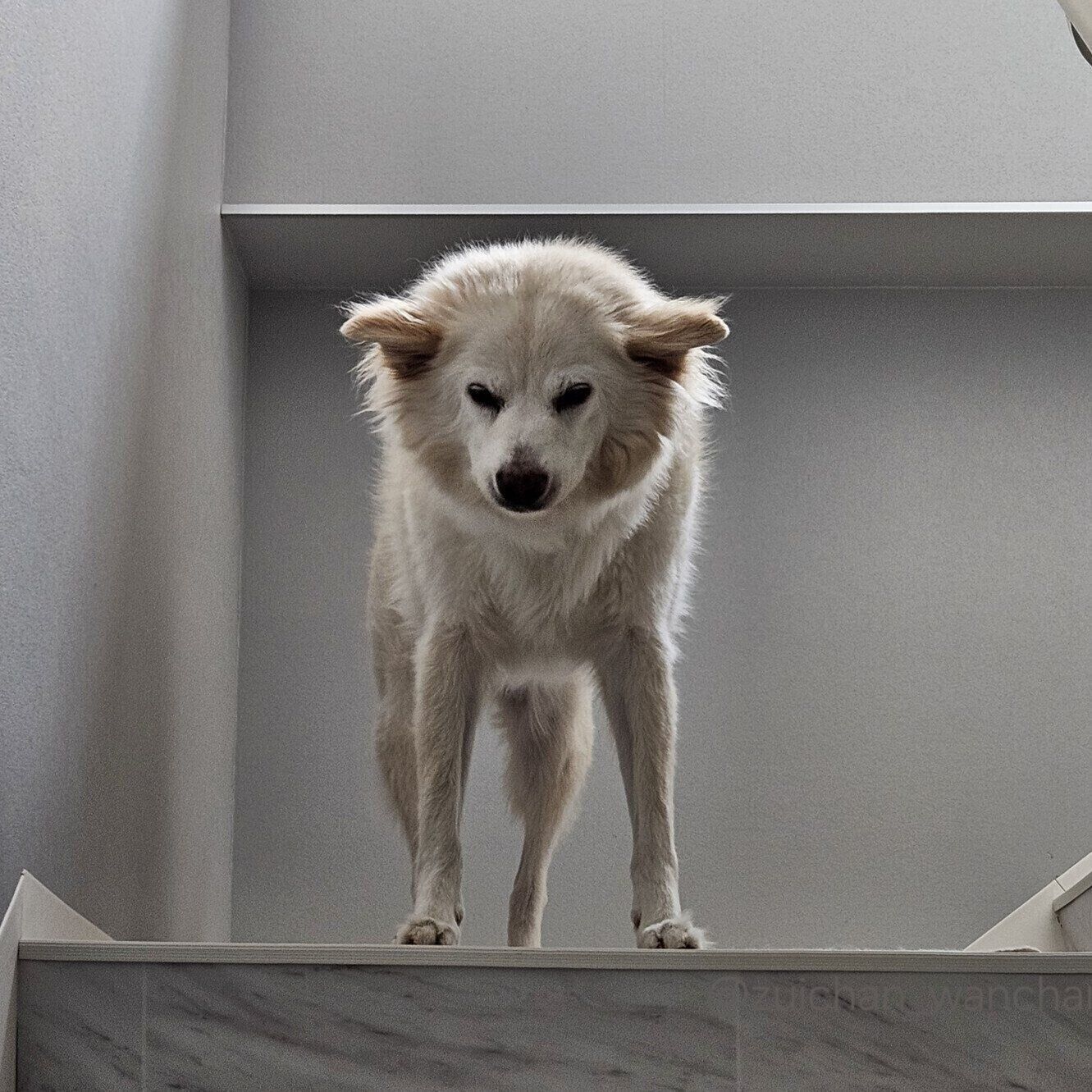 飼い主さんに気が付いて伸びをする瑞鶴ちゃん