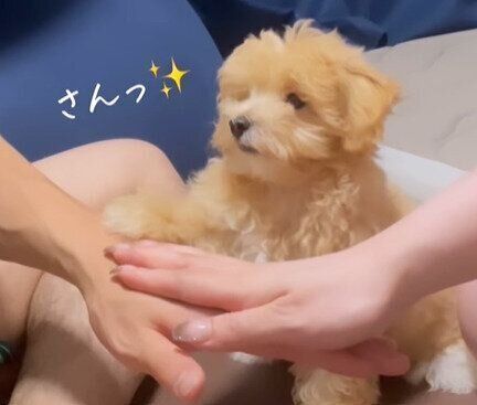 マルプーのばあむちゃん
