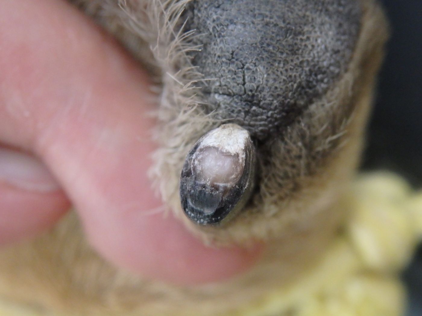 獣医が教える 犬の爪切りのポイント 必要な理由 道具 嫌がるとき いぬのきもちweb Magazine 獣医が教える 犬の爪切りのポイント 必要な理由 道具 嫌がるとき いぬのきもちweb Magazine