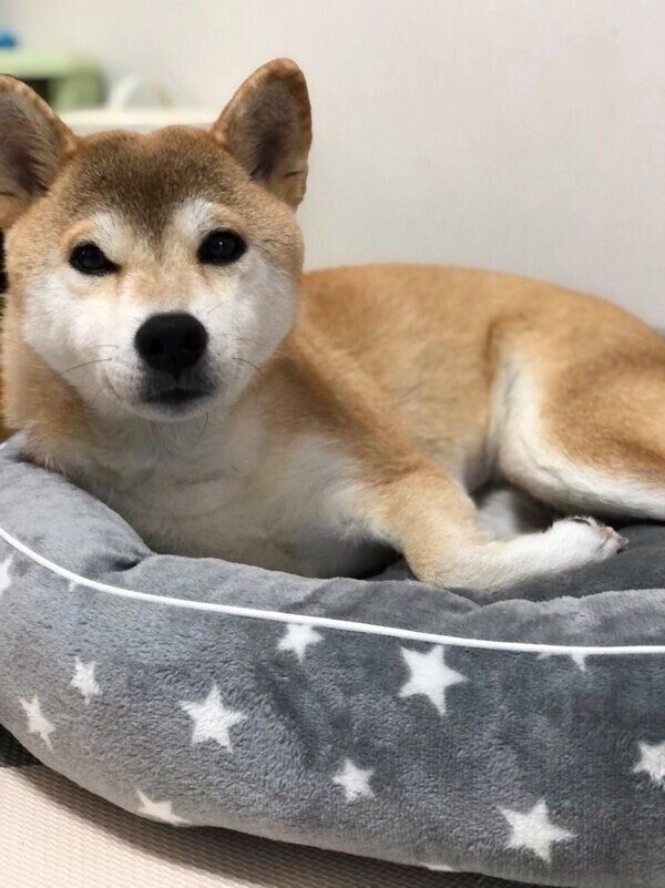 ベッドでリラックスするももちゃん