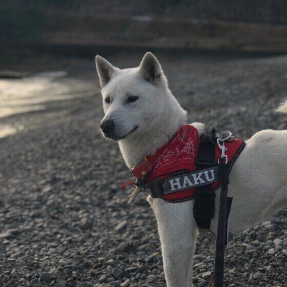 紀州犬の柏（ハク）ちゃん