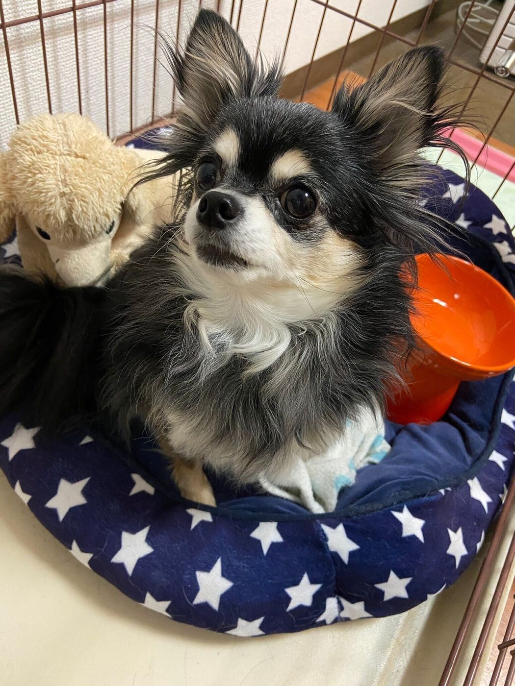 愛犬のお誕生日はお祝いしている 人は何 飼い主さんに聞いてみた いぬのきもちweb Magazine 愛犬のお誕生日はお祝いしている 人は何 飼い主さんに聞いてみた いぬのきもちweb Magazine