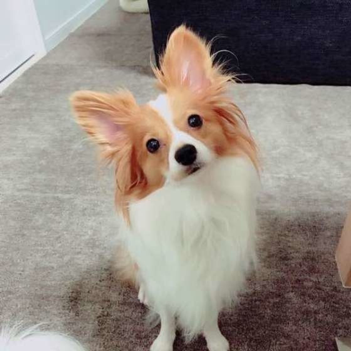 獣医師監修 犬にチョコレートはng 理由と誤食時の対処法 いぬのきもちweb Magazine 獣医師監修 犬にチョコレートはng 理由と誤食時の対処法 いぬのきもちweb Magazine