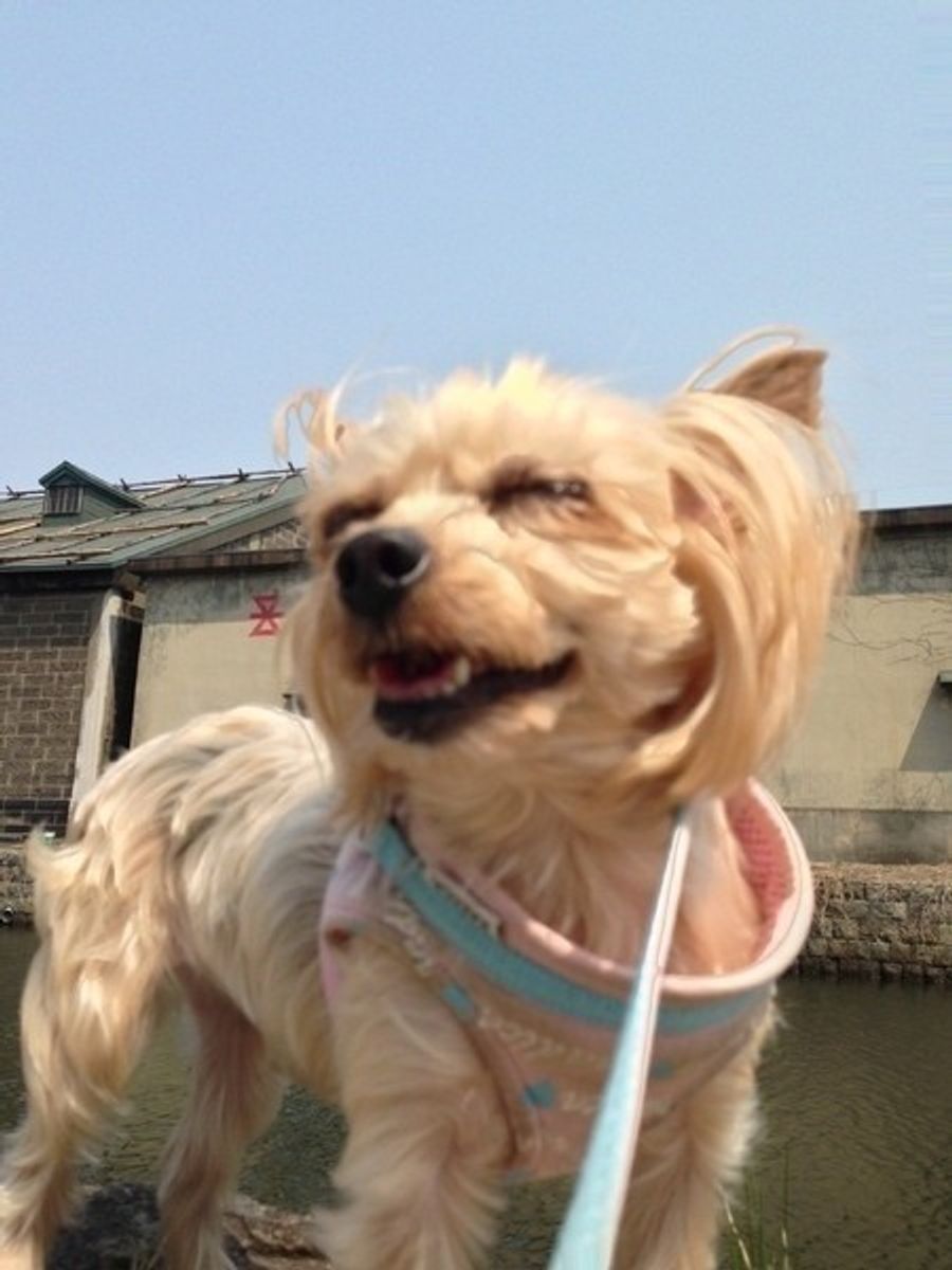 いま何考えてるの 愛犬がとる行動から気持ちを読み取ろう いぬのきもちweb Magazine いま何考えてるの 愛犬がとる行動から気持ちを読み取ろう いぬのきもちweb Magazine