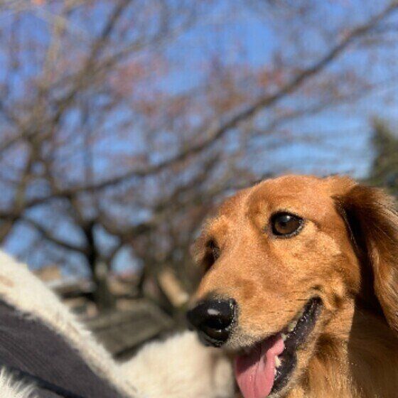 散歩する空くん（カニーンヘン・ダックスフンド）