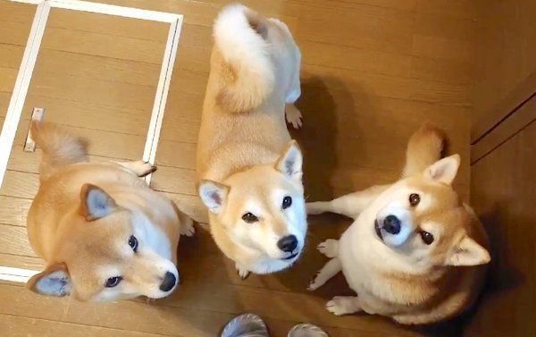 飼い主さんを囲む柴犬一家