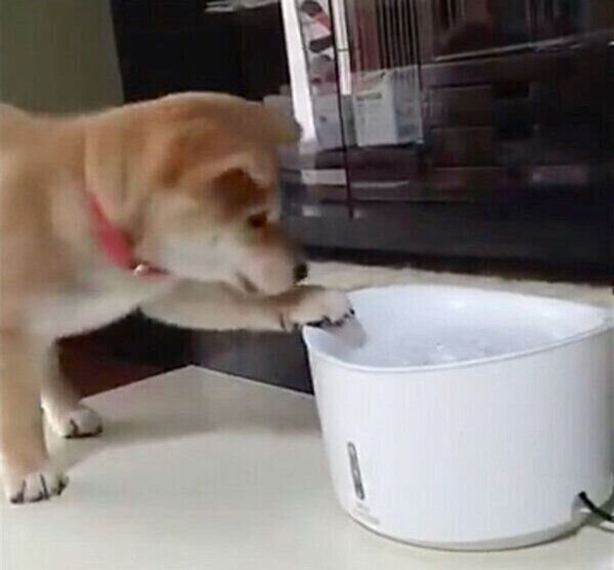 柴犬の子犬に 自動給水器 を与えた結果 予想外すぎる使い方を 愛らしい行動にほっこり いぬのきもちweb Magazine 柴犬の子犬に 自動給水器 を与えた結果 予想外すぎる使い方を 愛らしい行動にほっこり いぬのきもちweb Magazine