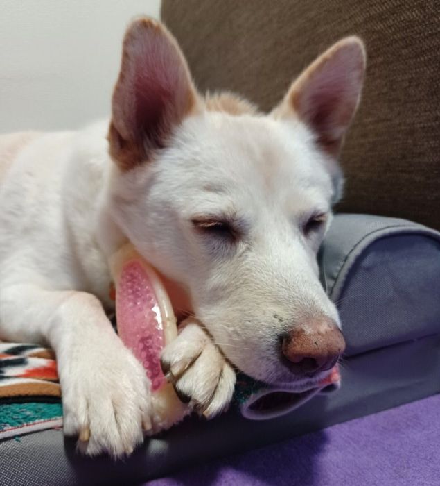 おもちゃを抱えて眠る律くん。