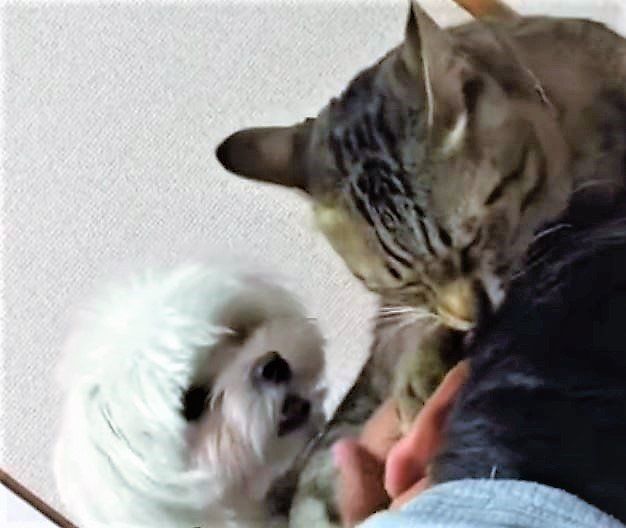 嫉妬するマルチーズ