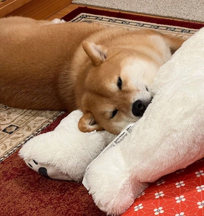 まったりするアンちゃん