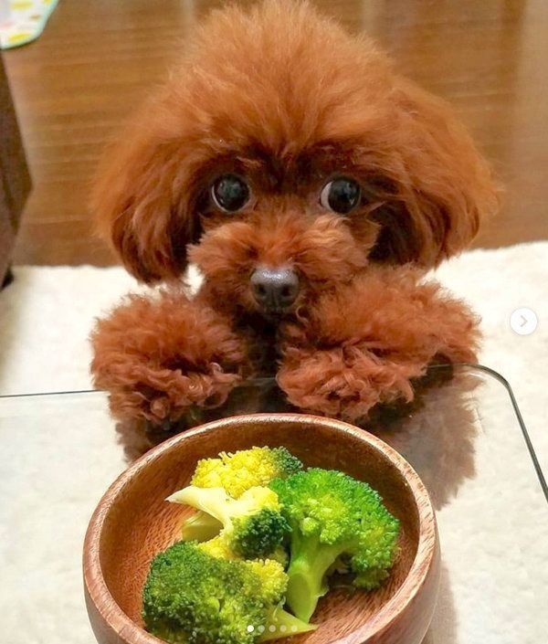 ブロッコリーに熱い視線を送るトイ・プードル
