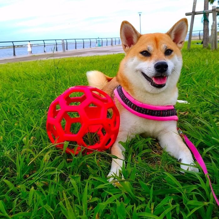 きつね顔の柴犬