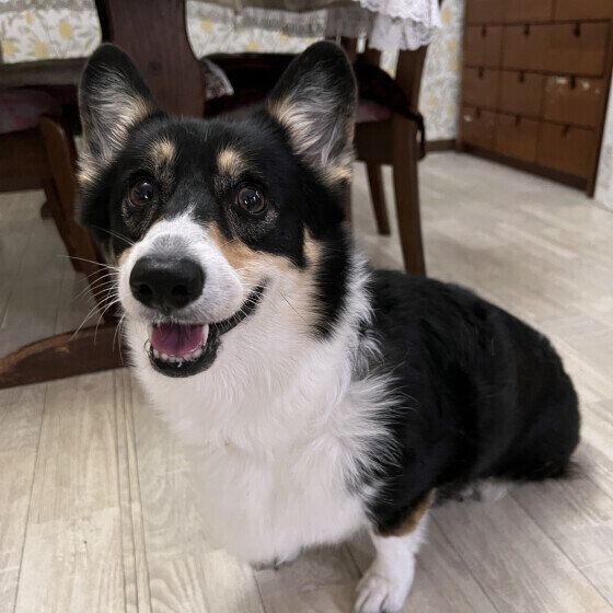 笑顔のウェルシュ・コーギー・ペンブローク