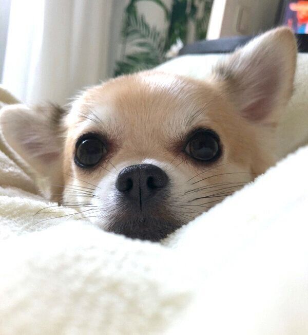 まったりするちくわくん