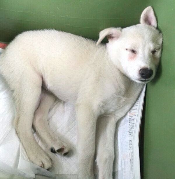 家に迎えた頃のハクちゃん