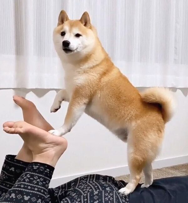 パパさんの背中に乗る福来くん