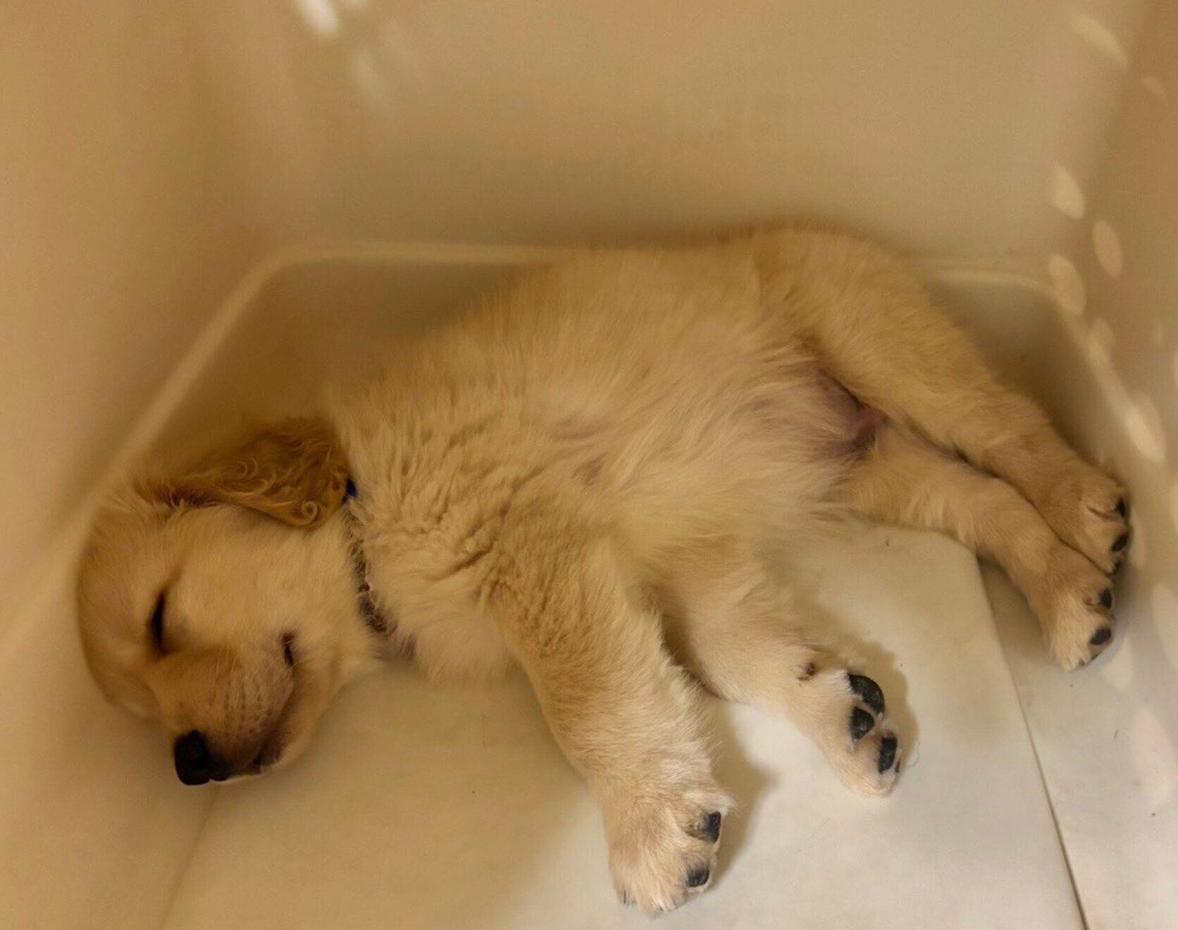 クレートで眠る生後2カ月のだいちくん