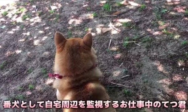 柴犬