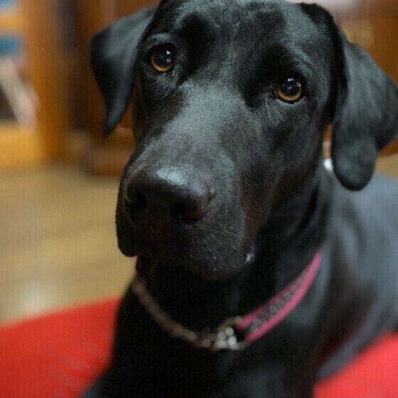 見つめるラブラドール・レトリーバー