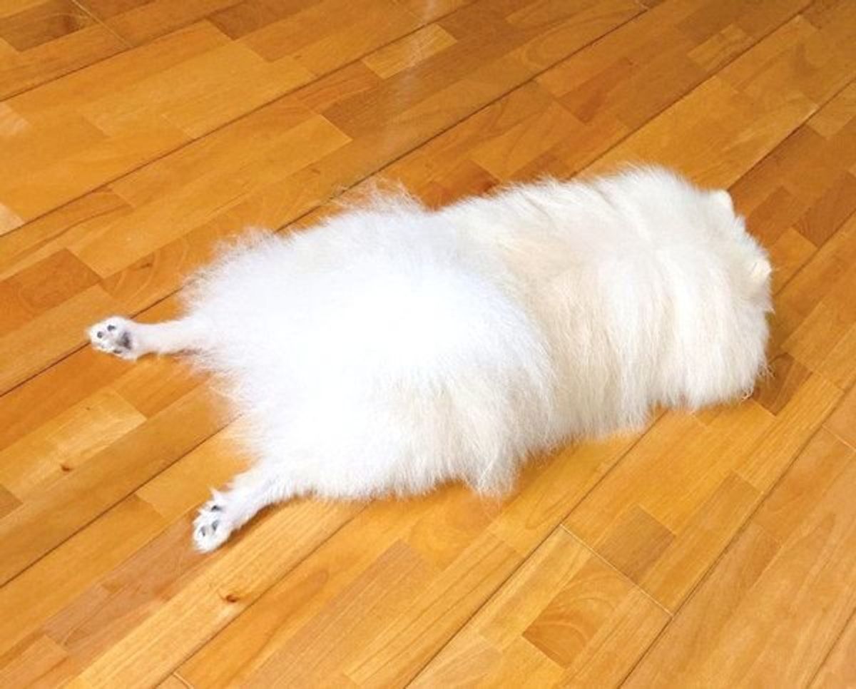 落ちてる 行き倒れ犬 4選 おもしろ番外編も いぬのきもちweb Magazine 落ちてる 行き倒れ犬 4選 おもしろ番外編も いぬのきもちweb Magazine