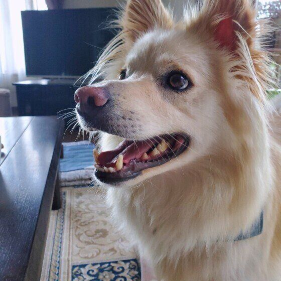 Mixのルークくん