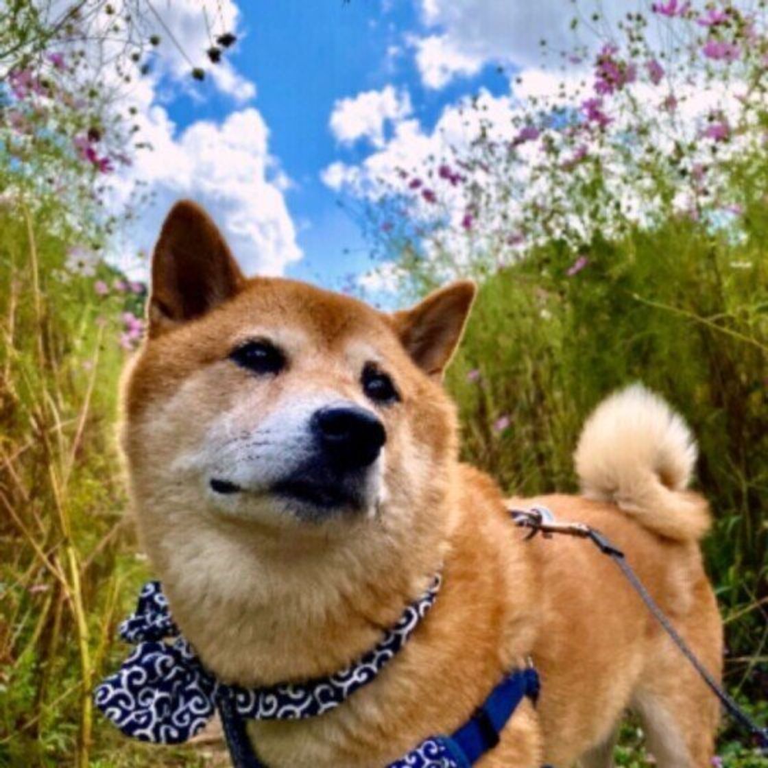 愛犬に何となく元気がない そのとき飼い主が注意すべきこととは いぬのきもちweb Magazine 愛犬に何となく元気がない そのとき飼い主が注意すべきこととは いぬのきもちweb Magazine