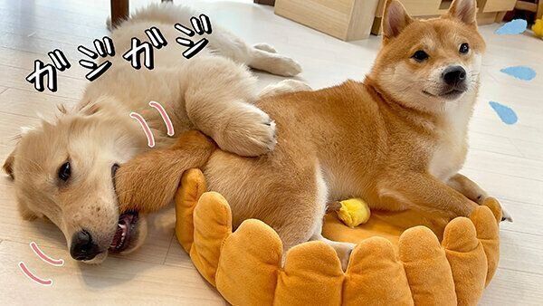 仲良しなおからちゃんとうにくん