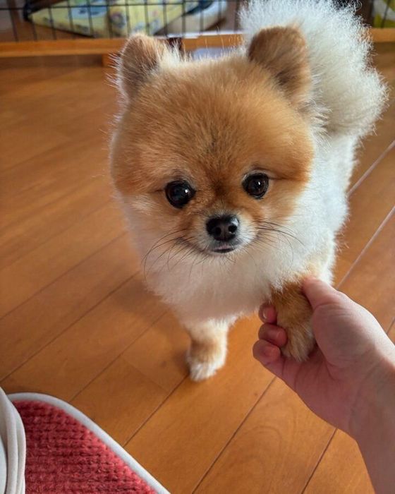 大好きな推しの握手会に参加!
