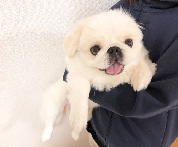 嬉しそうなぷんちくん