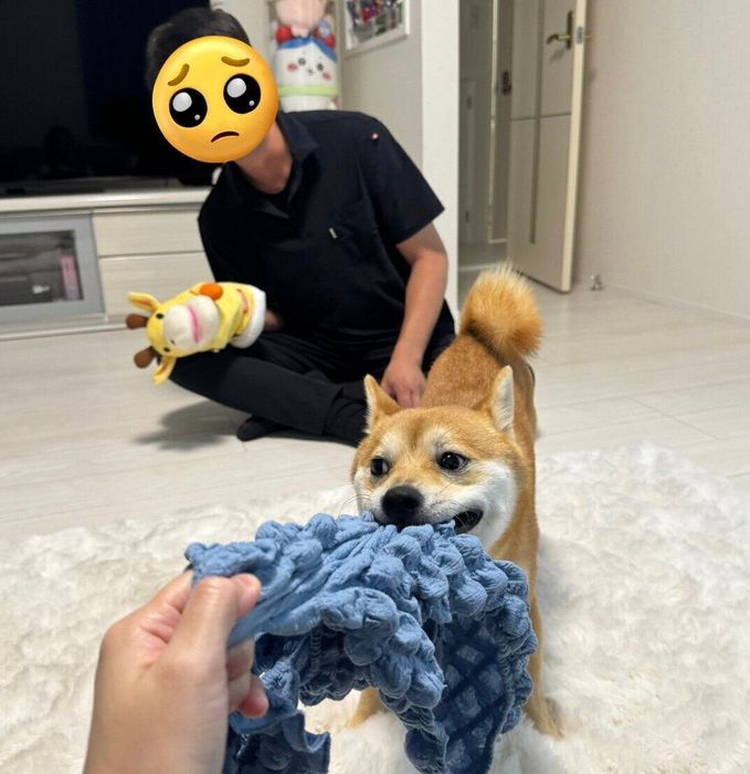 遊ぶわさびくん