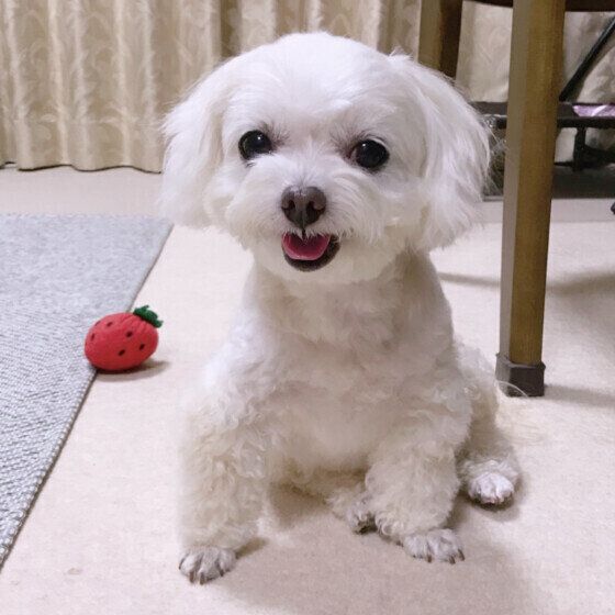 家の中で起こるシニア犬の思わぬケガを防ぐ方法とは いぬのきもち