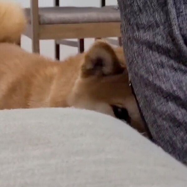 二度見が上手な麦くん