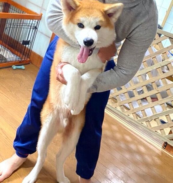 生後約半年の福くん