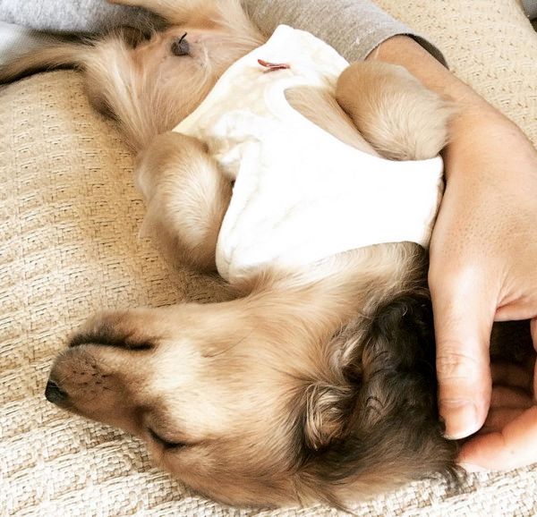 疲れて寝落ちしちゃうミニチュア・ダックスフンド